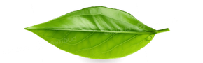 tea leaf